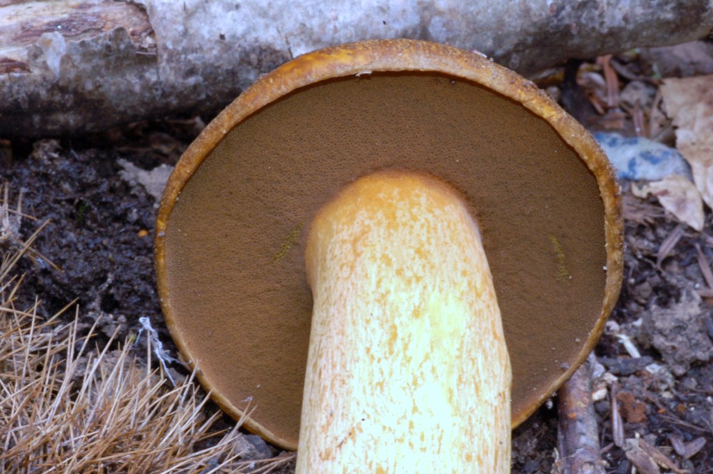 Suillus variegatus